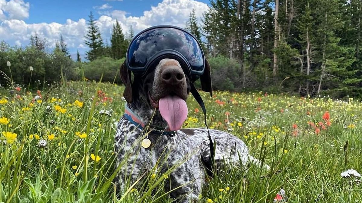 Illustration : "Un chien de détection aide une chercheuse à sauver les bourdons en localisant leurs nids"