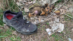 Illustration : Un chiot vivant seul au milieu des ordures et dormant avec une vieille chaussure fait la rencontre de sa vie