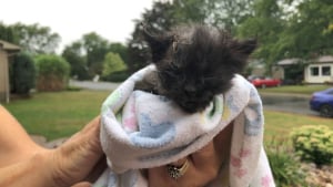 Illustration : Recouvert de goudron, un chaton de 3 semaines se bat pour sa vie avec l'aide de défenseurs d'animaux