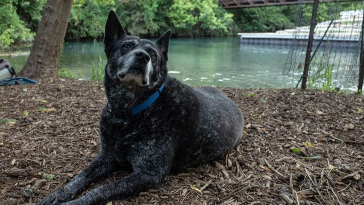 Illustration : "20 photos de Bouviers Australiens, une race de chien active et intelligente"