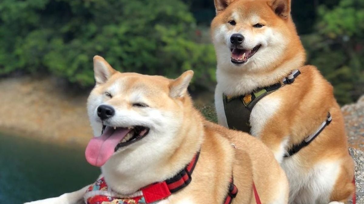 Illustration : "17 photos de Shiba Inu qui s'aiment, malgré la différence de caractère"