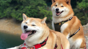 Illustration : 17 photos de Shiba Inu qui s'aiment, malgré la différence de caractère