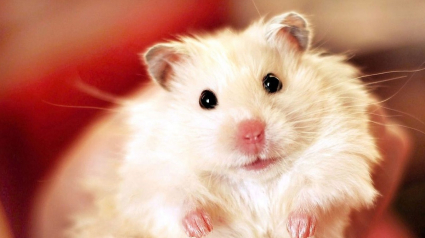 Illustration : 18 photos de hamsters qui vous mettront de bonne humeur