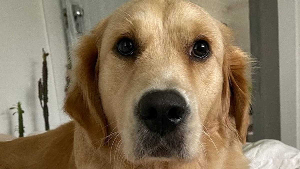 Illustration : "A la recherche d’un Golden Retriever disparu, la police s’intéresse au nouveau chien d’une personne connue de ses services"