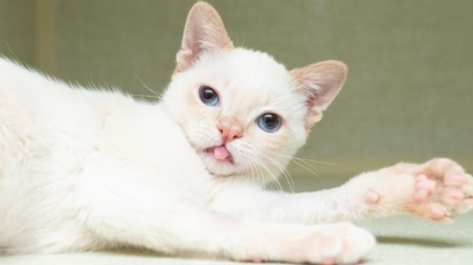 Illustration : Un chaton errant à la démarche bancale fou de joie depuis qu'il a quitté la rue