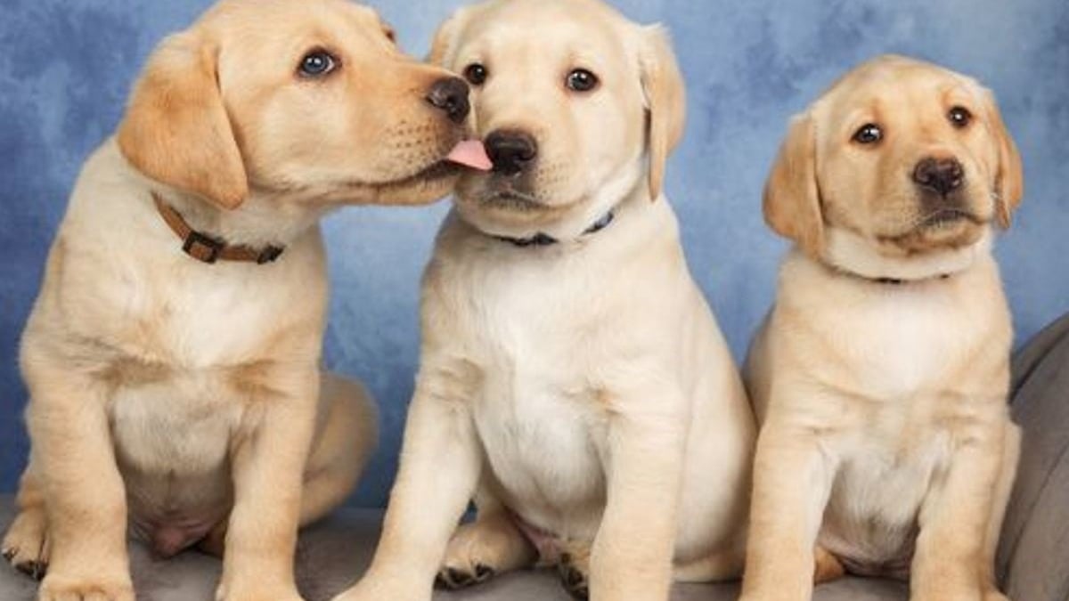 Illustration : "16 sublimes portraits de chiens réalisés par un photographe passionné, pour égayer votre journée"