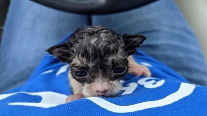 Illustration : Un chaton de 2 semaines découvert seul sous une pluie battante essaye de s'accrocher à la vie