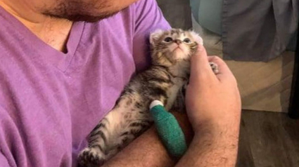 Illustration : Un chaton polydactyle né avec une patte tordue est heureux de courir pour la première fois grâce à l'aide apportée par des bénévoles