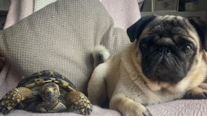 https://www.woopets.fr/assets/img/012/009/medium/un-couple-trouve-une-tortue-dans-son-jardin-qui-devient-la-meilleure-amie-de-son-chien.jpg