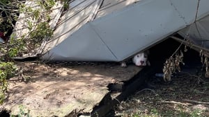 Illustration : Une équipe de secours déploie tous ses efforts pour libérer un chien coincé sous un hangar effondré à la suite d'un ouragan