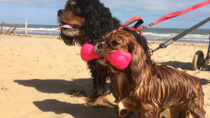 Illustration : 2 Cavaliers King Charles Spaniel deviennent les héros d'un Lévrier et de ses compagnons en détresse piégés par la marée