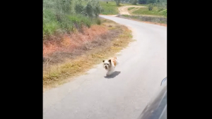 Illustration : Une petite chienne perdue au milieu de nulle part poursuit une voiture dans l'espoir d'être sauvée (vidéo)