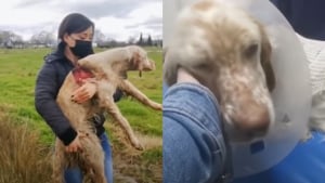 Illustration : Des sauveteurs trouvent un chien de chasse gravement blessé et abandonné dans un champ (vidéo)