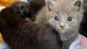 Illustration : Un chaton recueilli et soigné par une association comble de câlins les autres orphelins