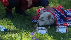 Illustration : Une équipe de secours et des passants se mobilisent pour sauver un chien épuisé nageant à proximité d'un barrage