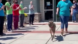 Illustration : Le chien le plus ancien d'un refuge reçoit une ovation lorsqu'il part pour rejoindre sa nouvelle famille (vidéo)