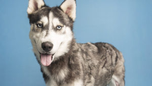 Illustration : "Une femelle Husky prête à trouver sa nouvelle famille après s'être remise de blessures graves"