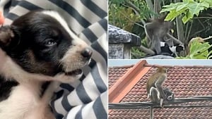 Illustration : Un singe kidnappe et prend en otage un chiot pendant 3 jours, des habitants tentent de le secourir (vidéo)