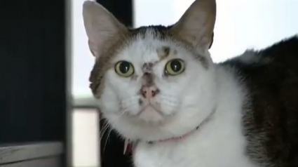 Illustration : L'inquiétude d'un passager d'avion ayant perdu son chat à l'aéroport JFK de New York pendant 18 jours !