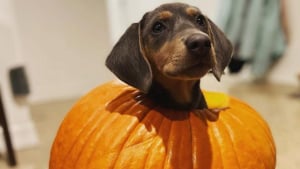 Illustration : 11 chiens ayant trouvé la citrouille parfaite pour célébrer Halloween !