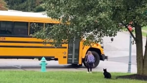 Illustration : La routine matinale d'un chat protecteur qui accompagne une petite fille jusqu'au bus scolaire (vidéo)