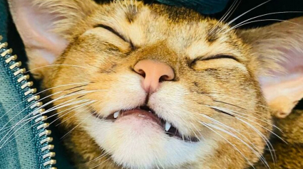 Illustration : 20 photos de chats souriant de toutes leurs dents !