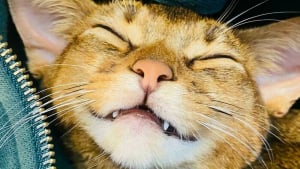 Illustration : 20 photos de chats souriant de toutes leurs dents !