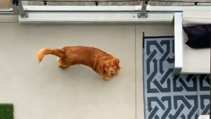 Illustration : 2 Golden Retrievers séparés par un balcon vivent une romance shakespearienne suivie par des millions d'internautes (vidéo)