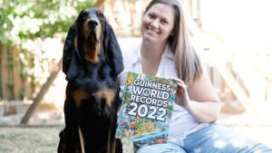 Illustration : Un chien de race Black and Tan Coonhound figure au Guinness des records grâce à ses oreilles incroyablement longues