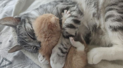 Illustration : Un chaton abandonné dans une boîte en carton pleure sans cesse jusqu'à ce qu'un chat bienveillant le prenne sous son aile