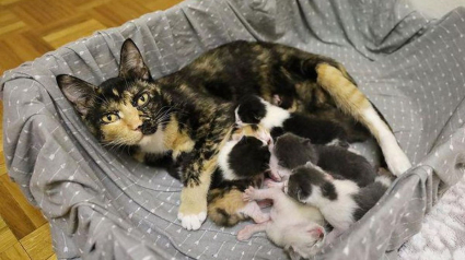 Illustration : Une chatte en gestation a vécu dehors toute sa vie avant de goûter à la chaleur d'un foyer grâce à une femme au grand coeur