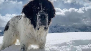 Illustration : Une famille fait une demande originale pour que sa chienne profite une dernière fois de la neige qu'elle a toujours aimée