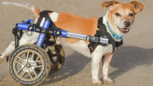 Illustration : Pour aider son Jack Russell paralysé à vivre normalement, une femme lui offre un chariot à 2 roues