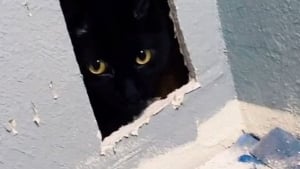 Illustration : Un chat disparaît lors de la rénovation d'une maison, jusqu'au moment où sa propriétaire entend ses miaulements derrière un mur (vidéo)