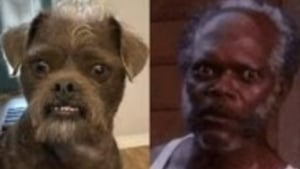 Illustration : Un chien au visage surprenant attire les utilisateurs des réseaux sociaux, qui le comparent à l'acteur Samuel L. Jackson !