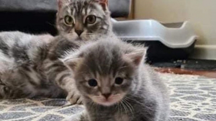 Illustration : Contre toute attente, une chatte secourue par des bénévoles donne naissance à un seul chaton, auquel elle voue un amour inconditionnel