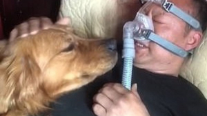 Illustration : Un Golden Retriever inquiet refuse de quitter le chevet de son propriétaire malade contraint de dormir avec un masque respiratoire (vidéo)