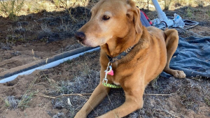 Illustration : Un chien survit à un crash d'avion et disparaît. Les secours se mobilisent pour le ramener à sa famille endeuillée