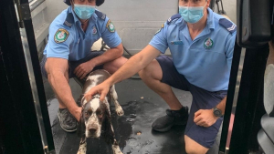 Illustration : "En poursuivant un groupe de mouettes à la nage, un chien manque de se noyer jusqu'à l'intervention des secouristes"