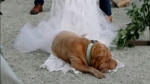 Illustration : Un chien vole la vedette au mariage de sa propriétaire en s'endormant sur la traîne de sa robe !