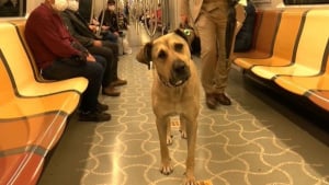 Illustration : Un chien errant prenant quotidiennement les transports en commun dans Istanbul devient une star sur Twitter