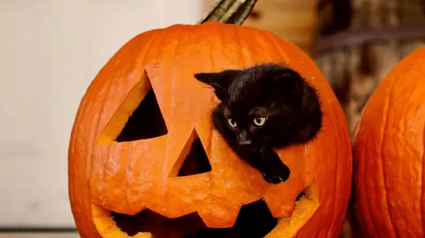 Illustration : 16 chats noirs prêts à fêter Halloween en famille