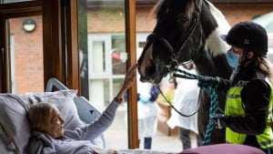 Illustration : Grâce au personnel d'un hospice, une femme en phase terminale fait ses adieux à son cheval et ses 2 chiens depuis son lit