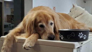 Illustration : Un Golden Retriever aimant faire sa sieste sur des machines à laver devient la mascotte d'une laverie