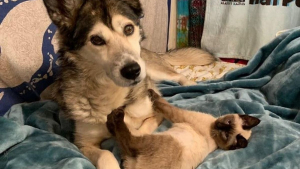 Illustration : Un Husky attentionné prend sous sa patte un chaton errant atteint d'un trouble neurologique