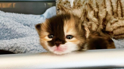 Illustration : Trouvé dans la rue à l'âge de 2 jours, ce chaton ouvre les yeux pour la première fois et découvre la vie