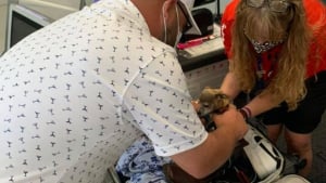 Illustration : La surprise d'un couple de voyageurs découvrant son Chihuahua dans une valise lors de l'enregistrement à l'aéroport !