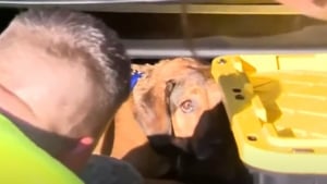 Illustration : Une équipe de pompiers fait tout son possible pour libérer un chien coincé dans un égout depuis des heures 