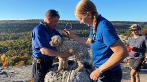 Illustration : Plusieurs groupes de secours tentent de récupérer une chienne sénior coincée dans une crevasse pendant 5 jours