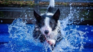 Illustration : 12 photos d'un jeune Border Collie qui profite chaque jour d'une bonne baignade